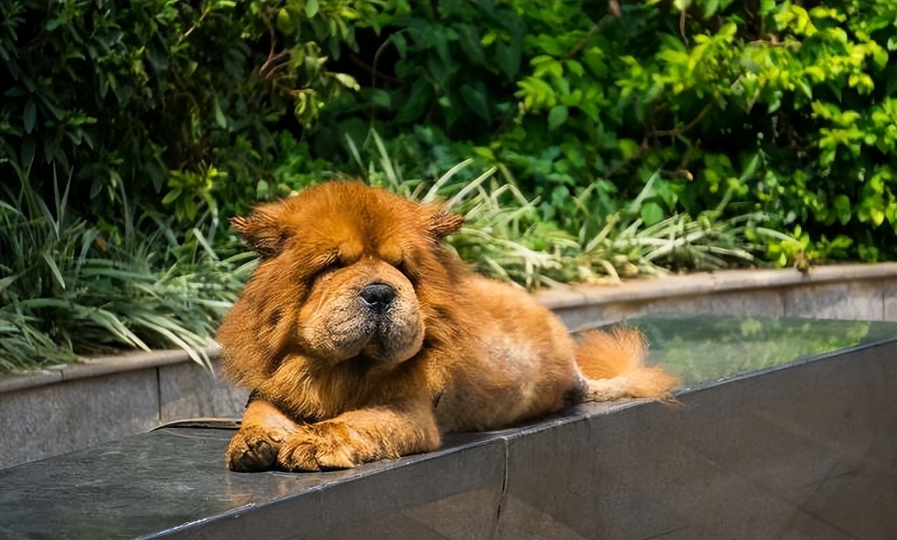 松狮犬有资格养它的人真的不多,松狮犬为什么不建议养