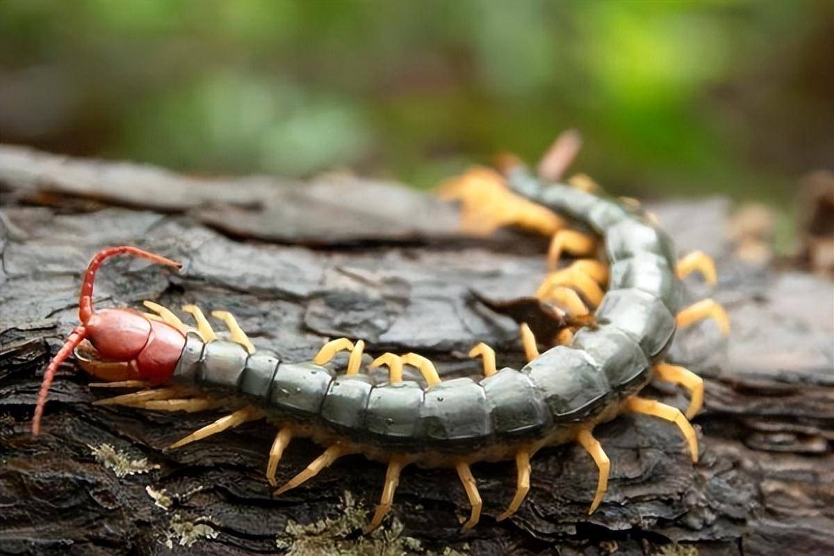 蛇和蜈蚣的毒哪个毒最强,五毒之一的蜈蚣到底有多强