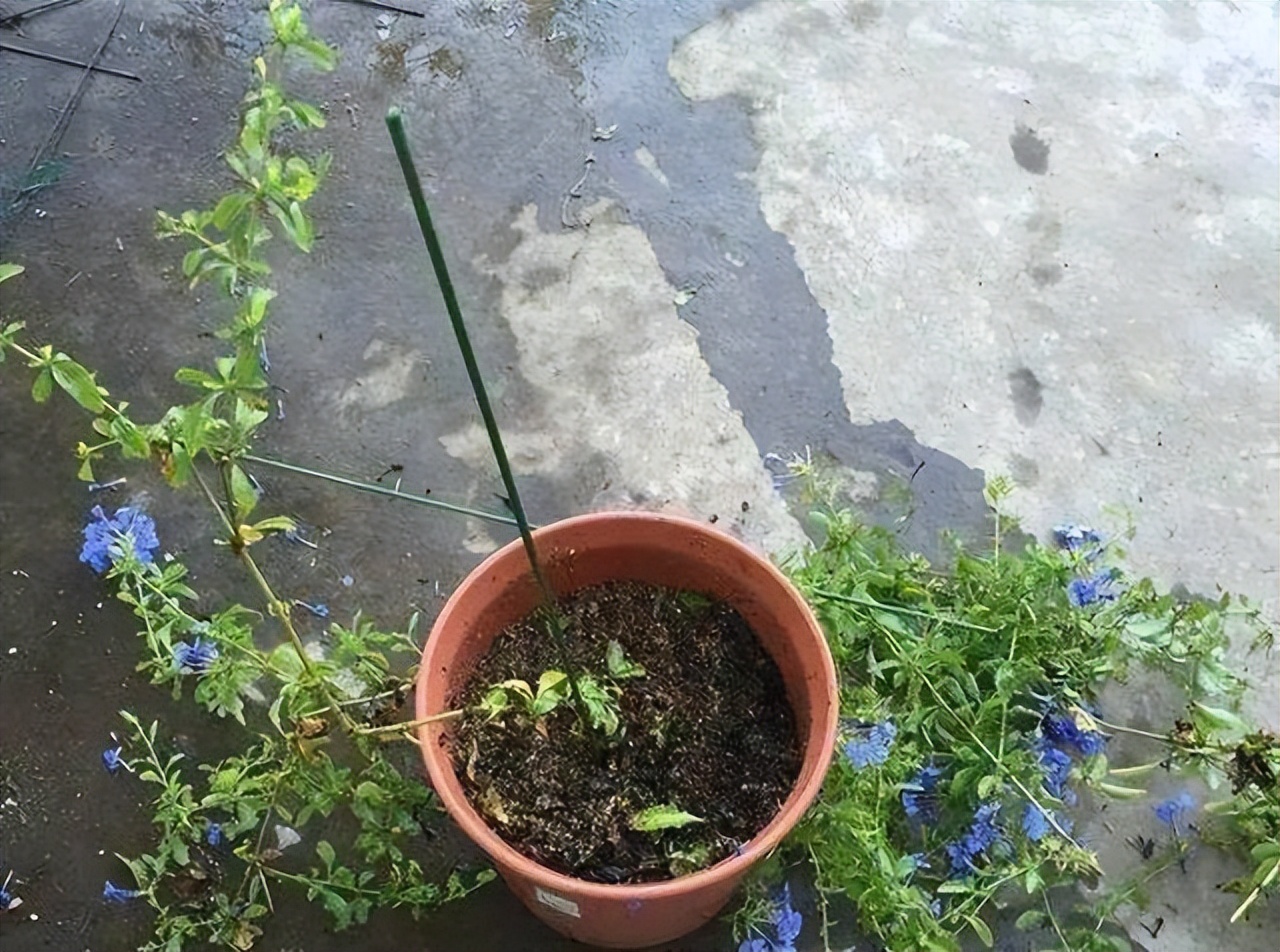 女朋友教你怎么把一根“草”，养成一株“雪女权杖”，美得窒息