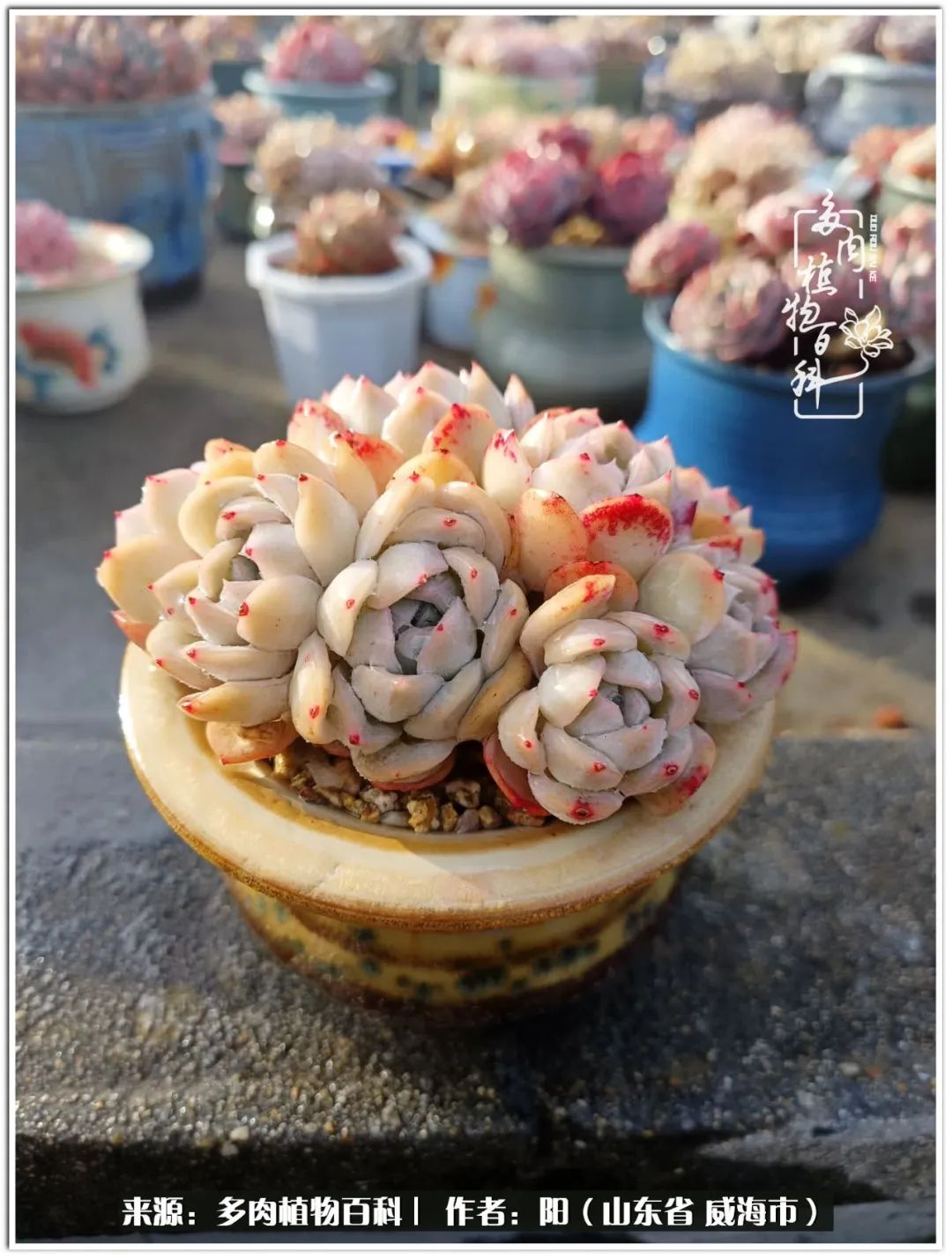 浜洪棿鐑熺伀鑷湁涓囧崈棰滆壊,浜洪棿鐑熺伀鐨嗘槸骞冲嚒棰滆壊