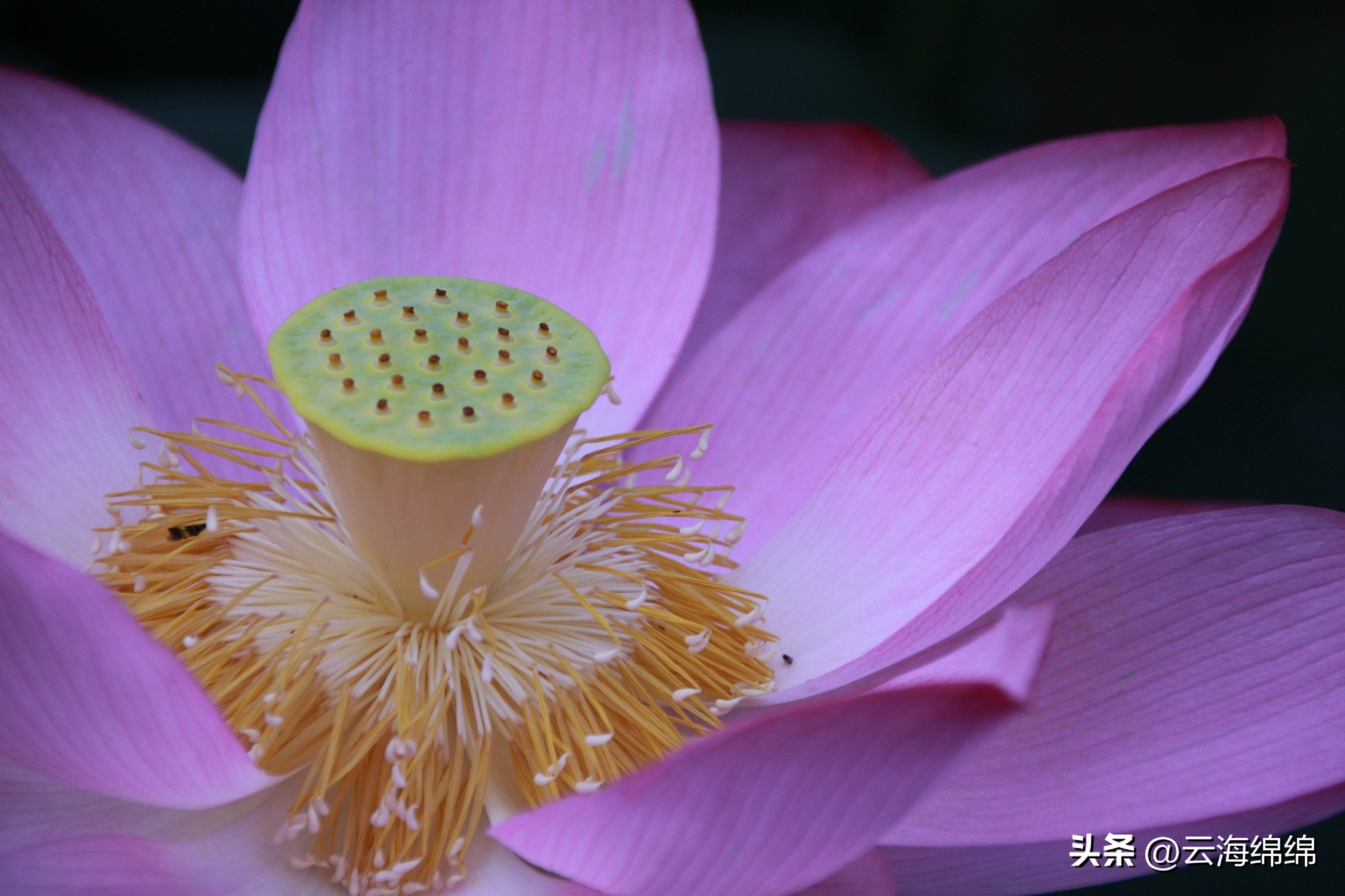 夏日荷花别样红照片,夏日荷花别样红手工