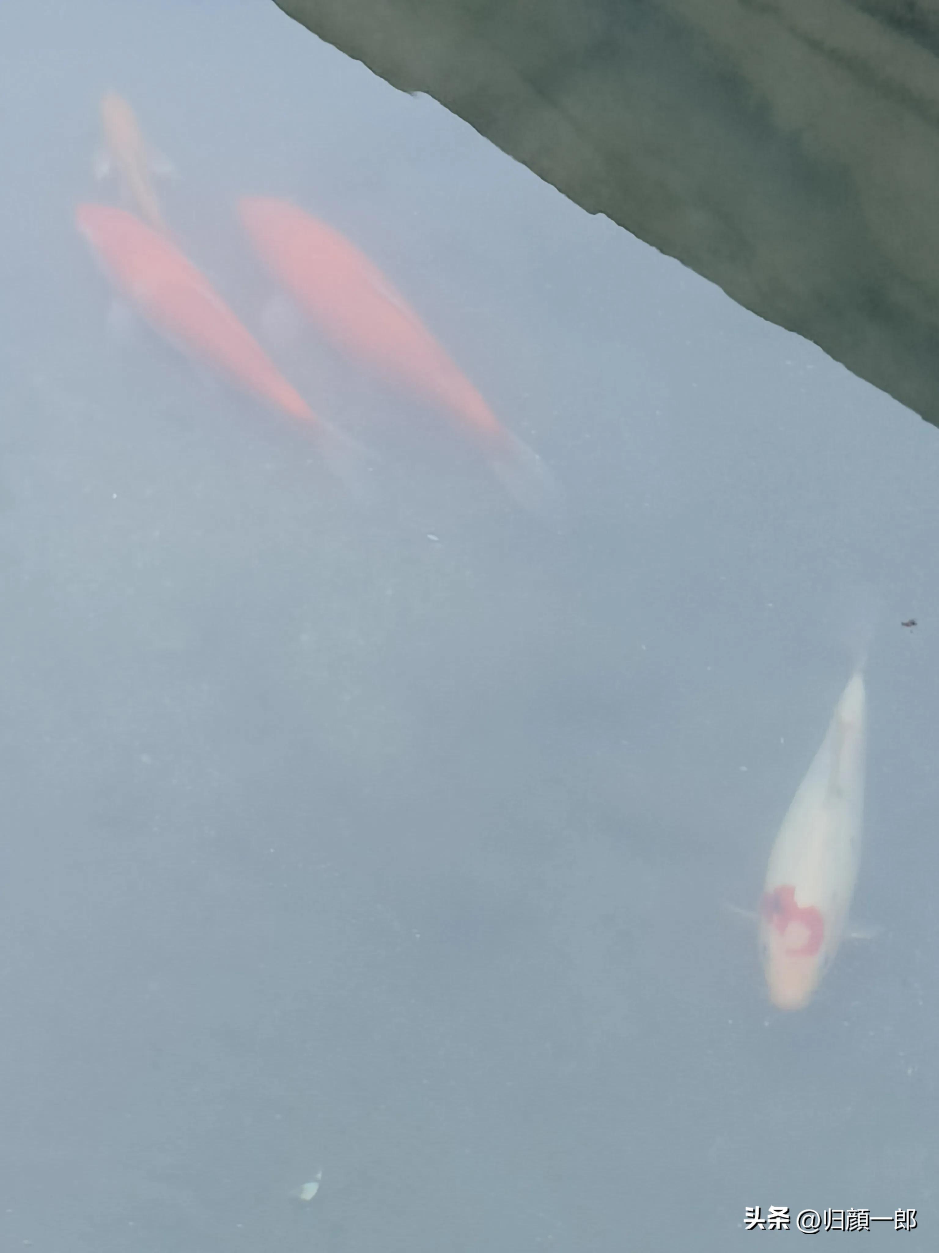 一级竞钓大师是怎么来的,八个特级竞钓大师的技术特点