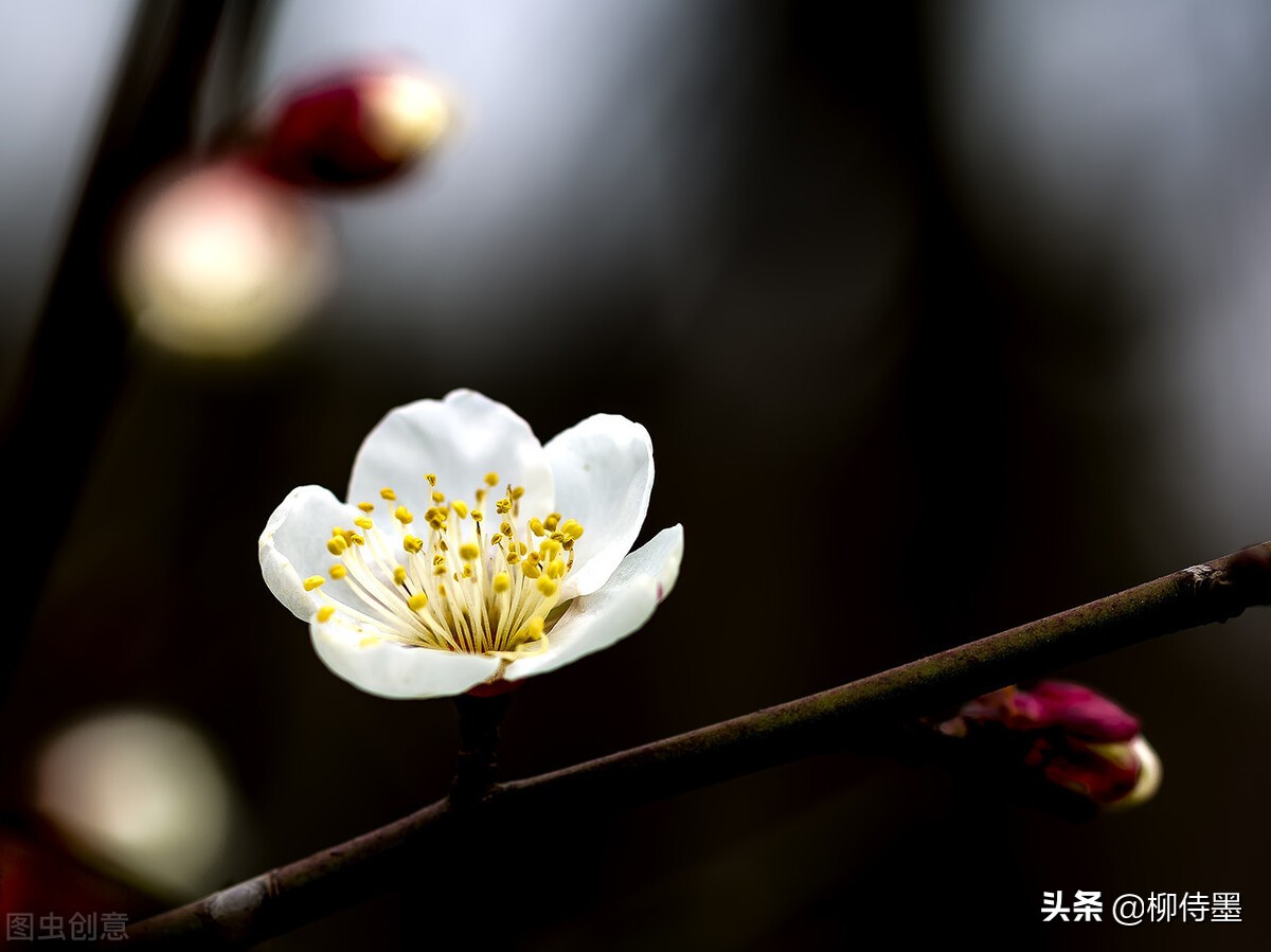 拍摄梅花多重曝光的技巧,拍摄梅花用什么镜头最好