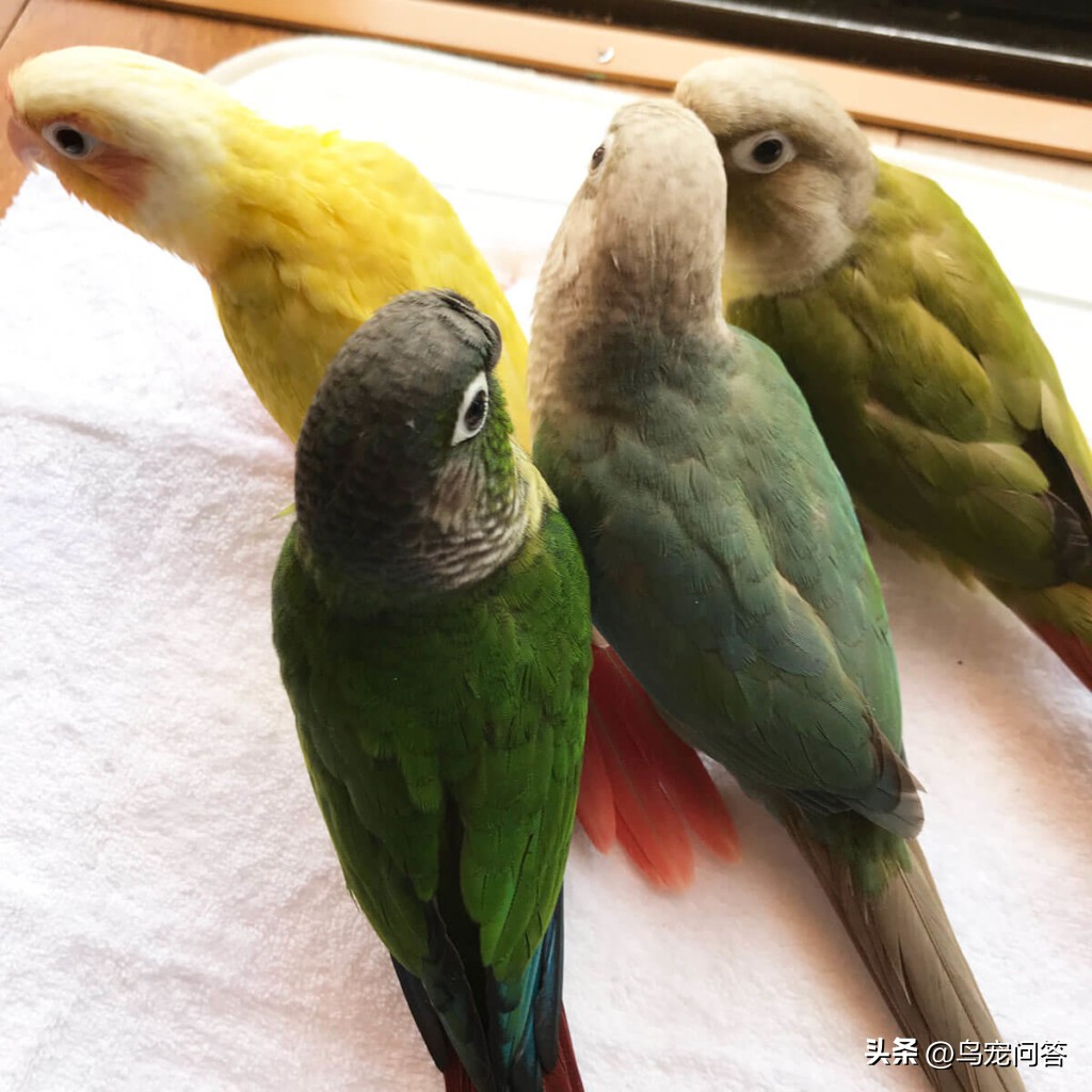 怎么才能让鹦鹉摇头呢视频,小太阳鹦鹉喜欢挠头怎么回事