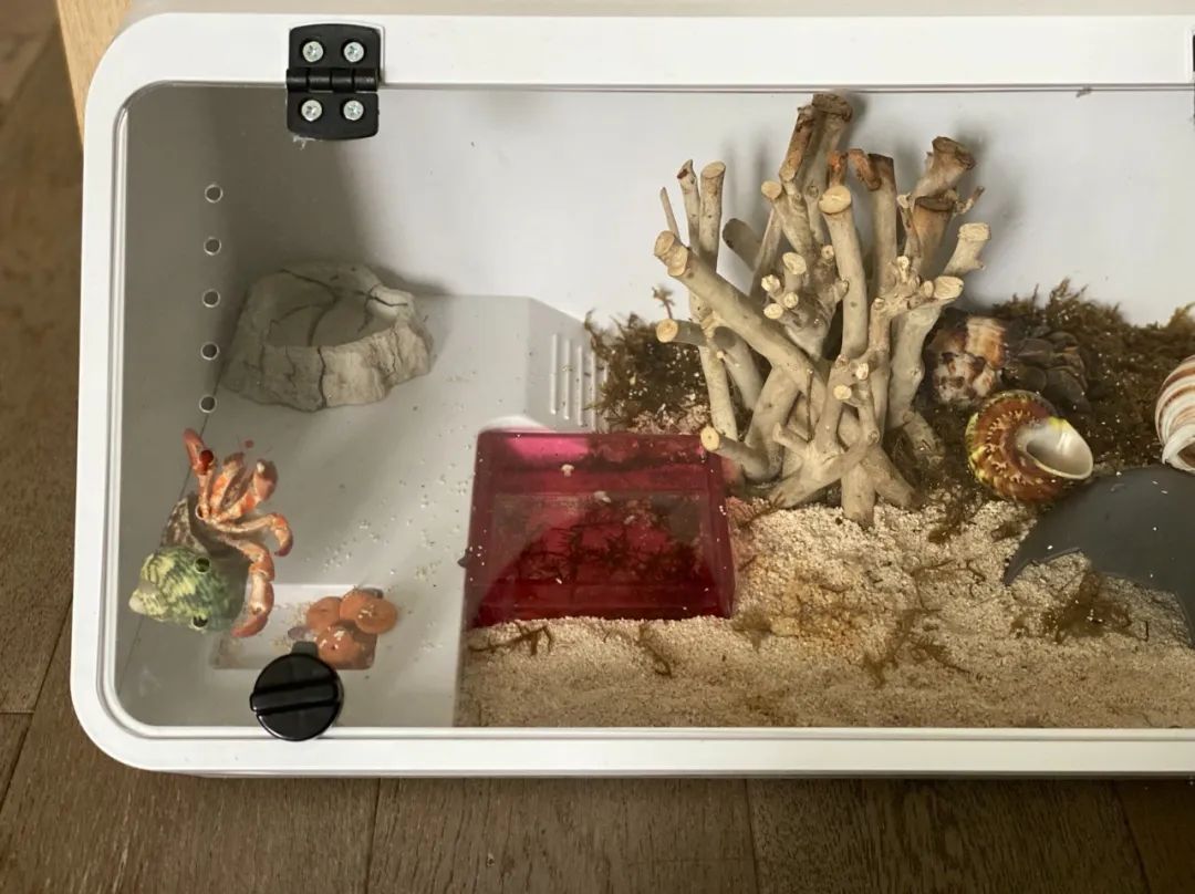 适合孩子室内养的小宠物,适合小空间养的小型宠物