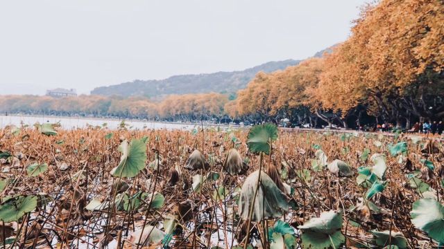 杭州周边赏秋好去处,杭州赏秋最佳攻略