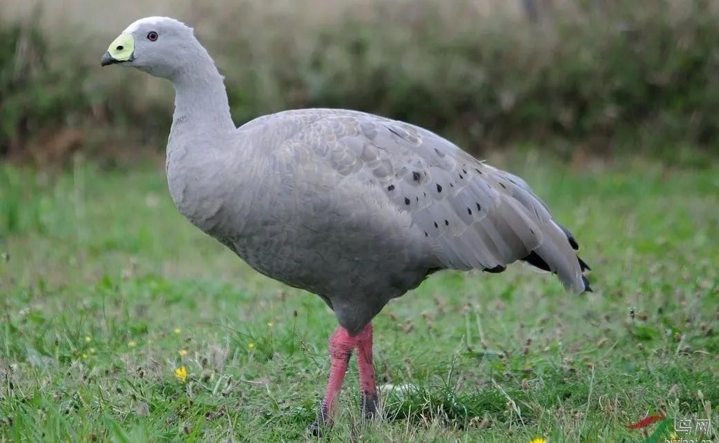 鸟类在分类学中统称为什么,鸟纲分类总表