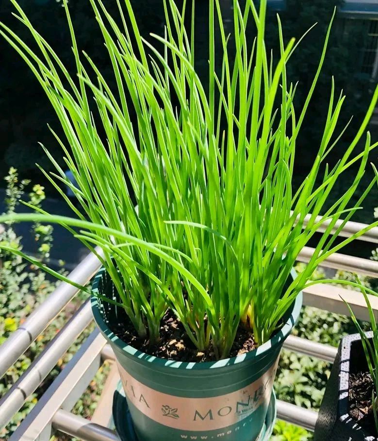 阳台种菜可以多茬采收,在阳台种菜最快采收的五种蔬菜