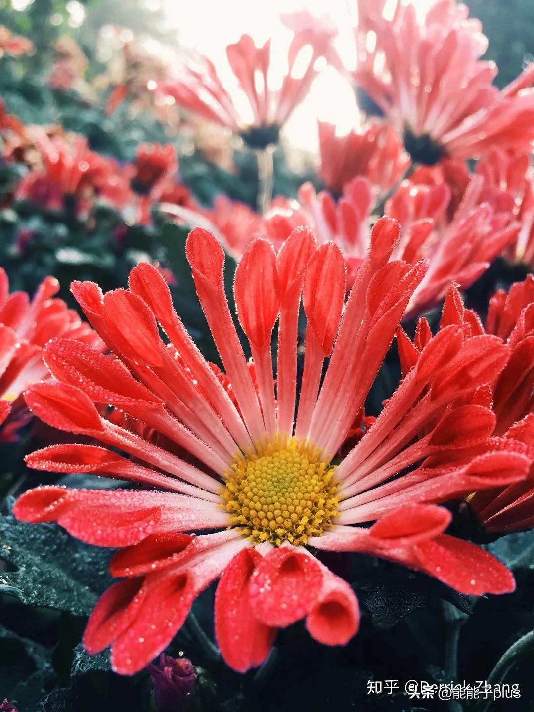 iphone12相机美颜怎么开,iphonex相机最佳设置