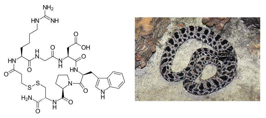 毒蛇的蛇毒是怎样来的,如何用蛇毒制药