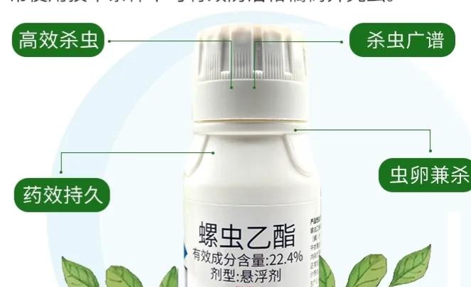 治粉虱最有效的土方法,治疗白色粉虱最有效的药