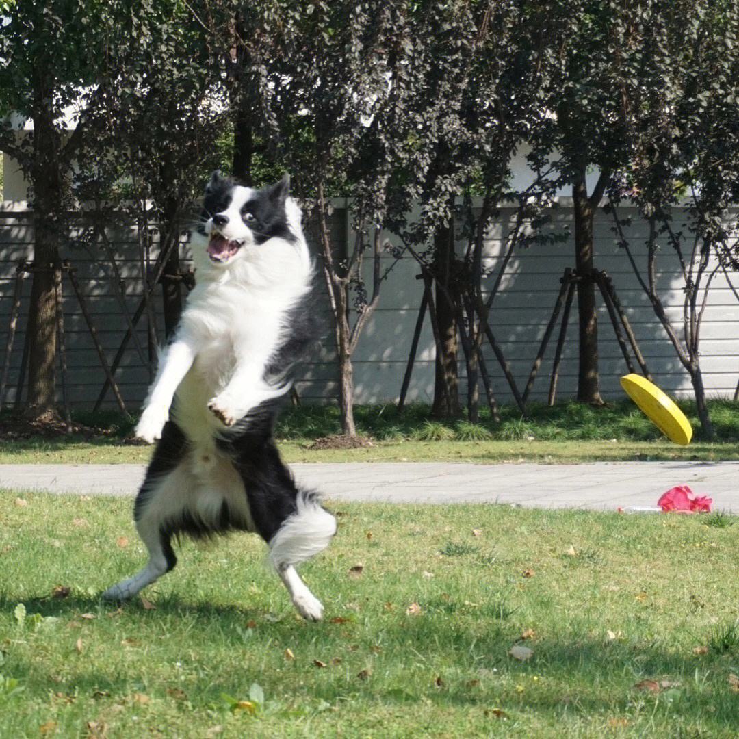 第一次养狗边境牧羊犬,为何很多人不敢养边境牧羊犬