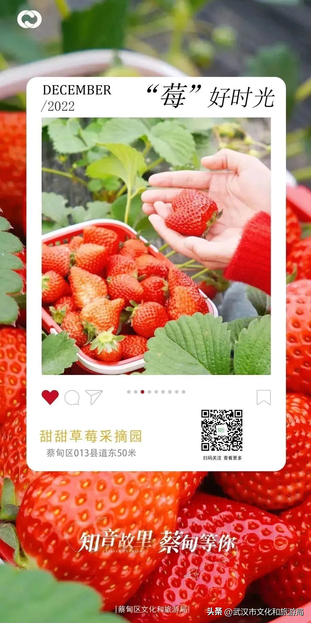 又红又大的草莓欢迎采摘,最近的草莓采摘在哪里