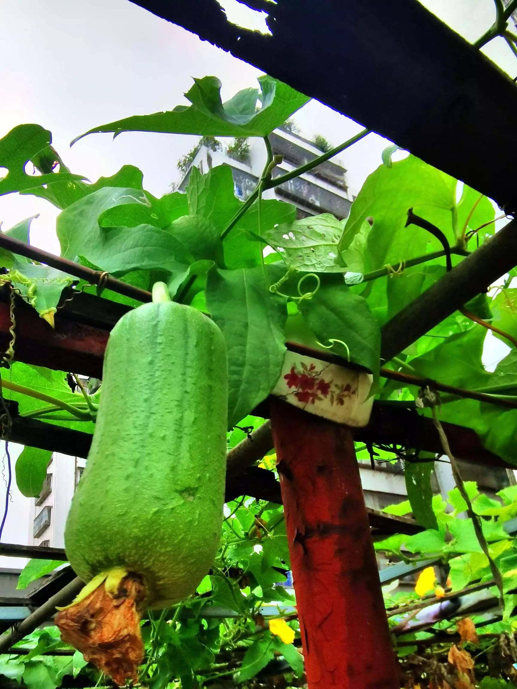 认识各种花的花名,认识各种花的名称