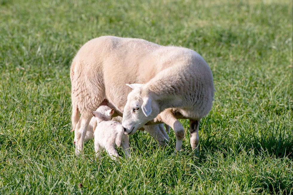 羊产后不吃食不反刍腹胀,羊产后不吃东西怎么办