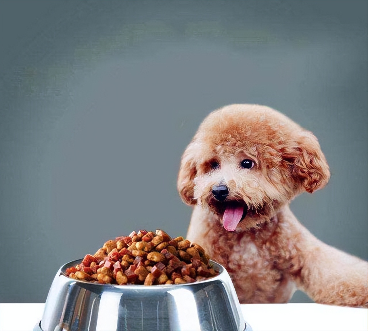 如何预防贵宾犬挑食,贵宾犬挑食不吃食