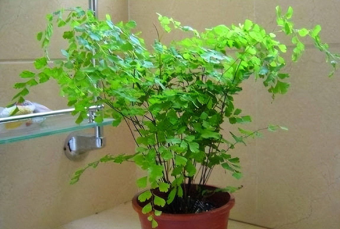 吸甲醛最好易养活的植物,吸甲醛最怕的4种花