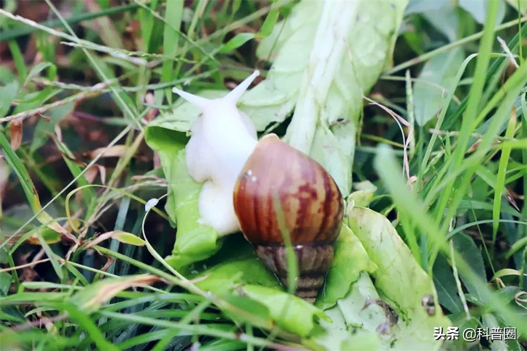 非洲大蜗牛中国泛滥,非洲人能吃1500万公斤,为何中国吃货怂了?