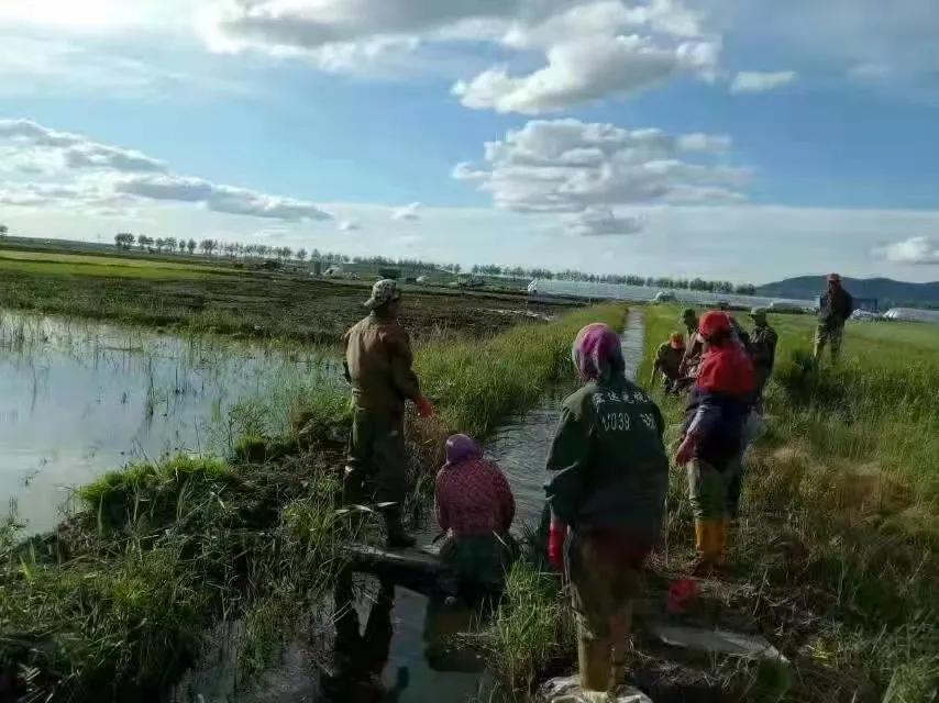素心竹日记之稻田地补苗儿