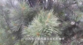 过年必买的10种年货推荐,有什么事年后再说