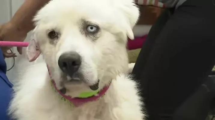 大黑熊对战狼群,大白熊和狼群