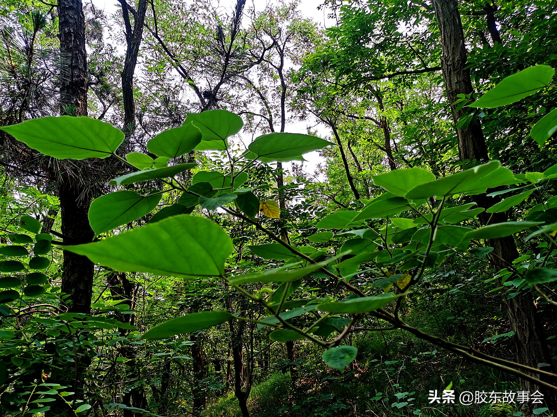 烟台南大街小璜山,烟台小璜山