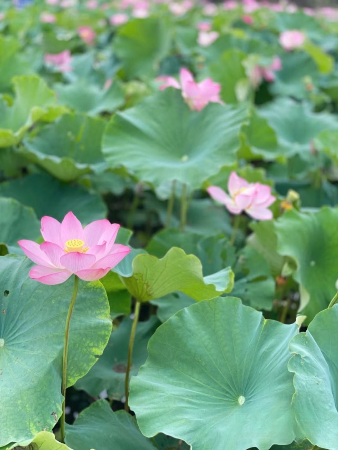莆田荷花花海,莆田夏天哪里赏荷花