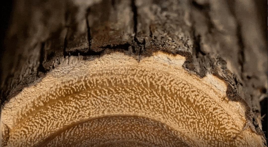 欧派教你如何选板材,90%的人买板材被忽悠