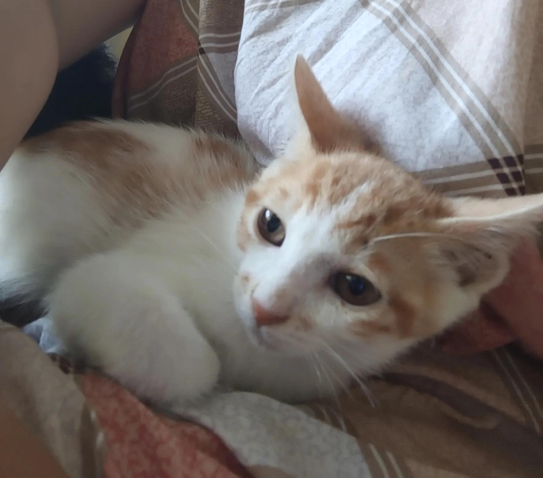 捡了一只小猫怎么养,又捡了一只小野猫怎么办