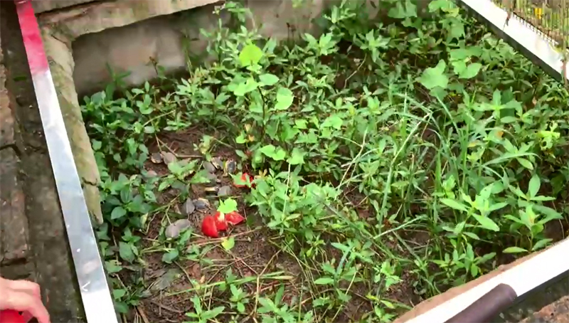 80cm鱼缸造景黄缘闭壳龟造景布局,黄缘闭壳龟450克到550克有多大