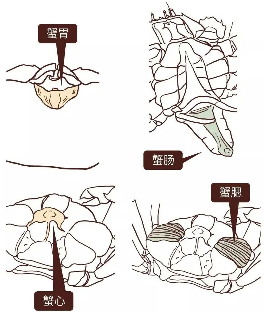 螃蟹哪些部位不可以吃小视频,螃蟹的吃法螃蟹都什么部位不能吃