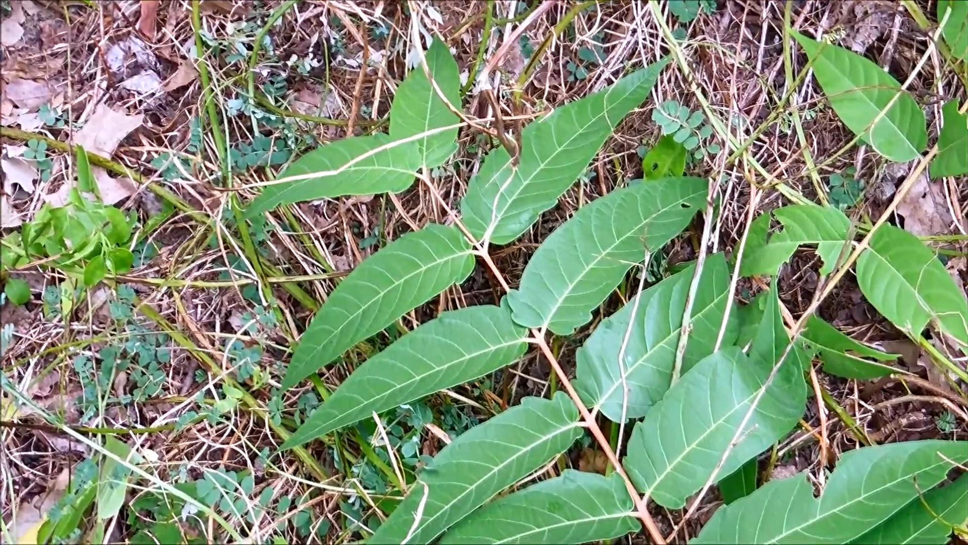 臭椿在美国泛滥成灾,臭椿树在国外泛滥成灾