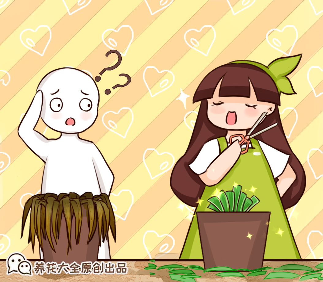 给花剃头,发财树剃光头后发了新芽长不大