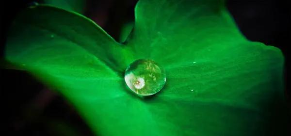 濯清涟而不妖的清的意思,濯清涟而不妖的濯字是什么意思