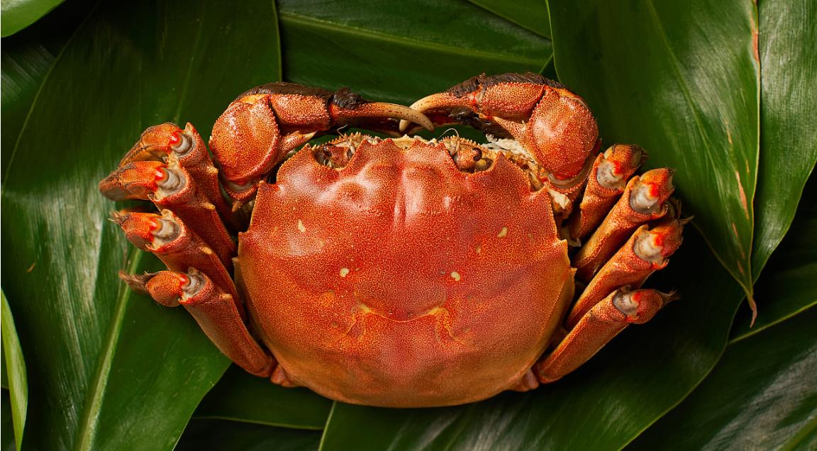 蟹满堂阳澄湖大闸蟹石家庄华夏店,蟹满堂阳澄湖大闸蟹恒大店