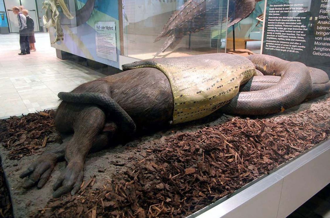 如果被蟒蛇吞下去，能否开膛破肚逃生？