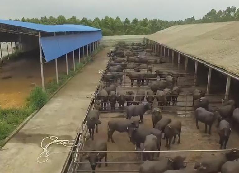 广西大叔一年赚100万,广西大叔一年赚多少