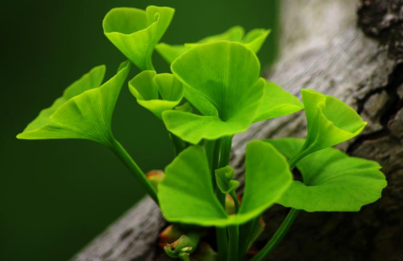 遇到小人是给予回击还是避开,君子遇到小人要变通才能不受其害