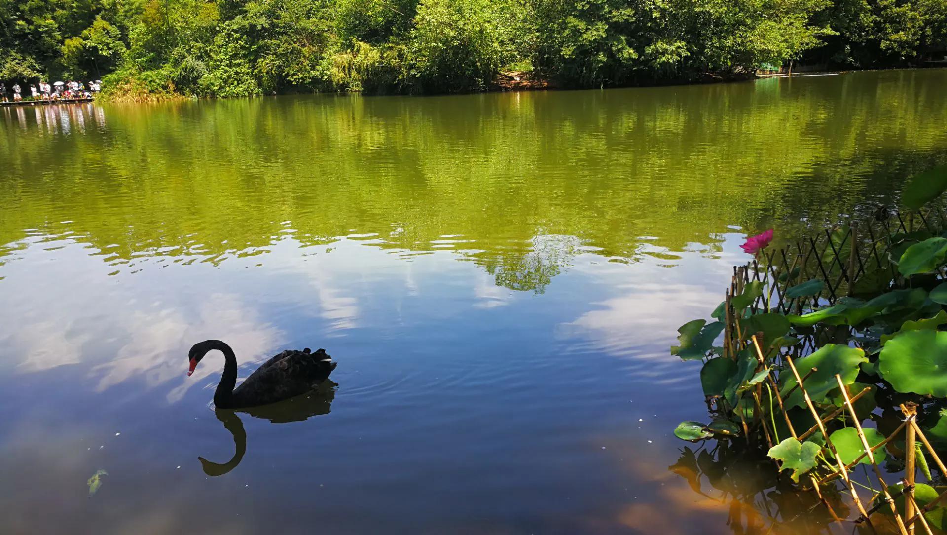 踏春赏花成都这些地方值得去看看,清明踏青成都一天来回的景点
