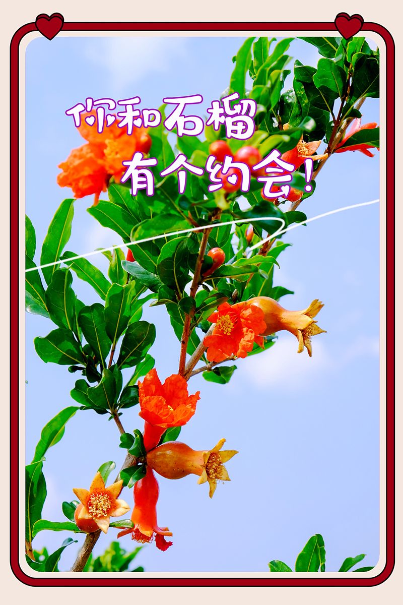 速来，这个初秋，你和石榴有个约会