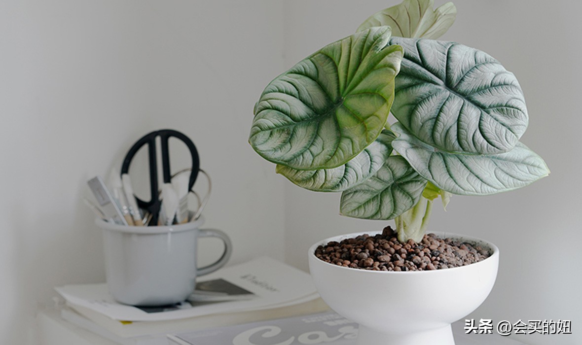 价格便宜且又有实用价值的绿植,家里值得买的绿植
