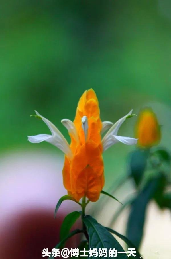 顺其自然简简单单平平淡淡,简简单单平平淡淡愿一切安好