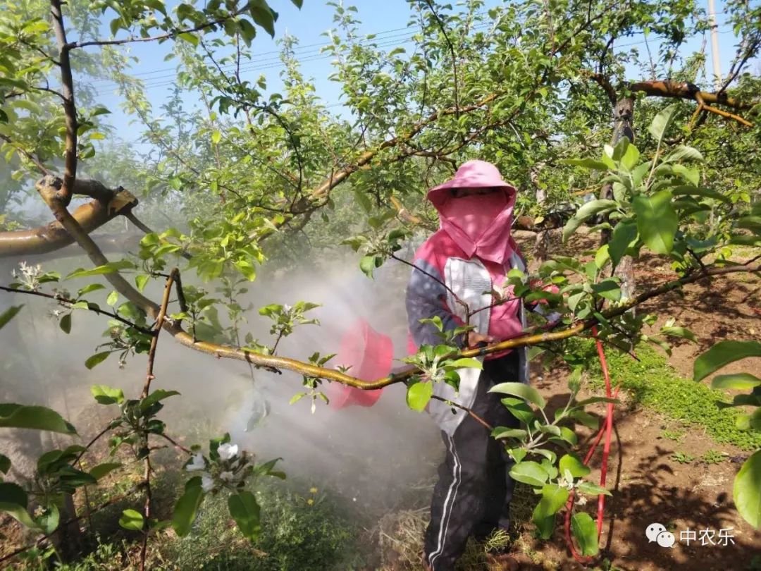 红白蜘蛛家庭防治小妙招,红白蜘蛛怎么消灭