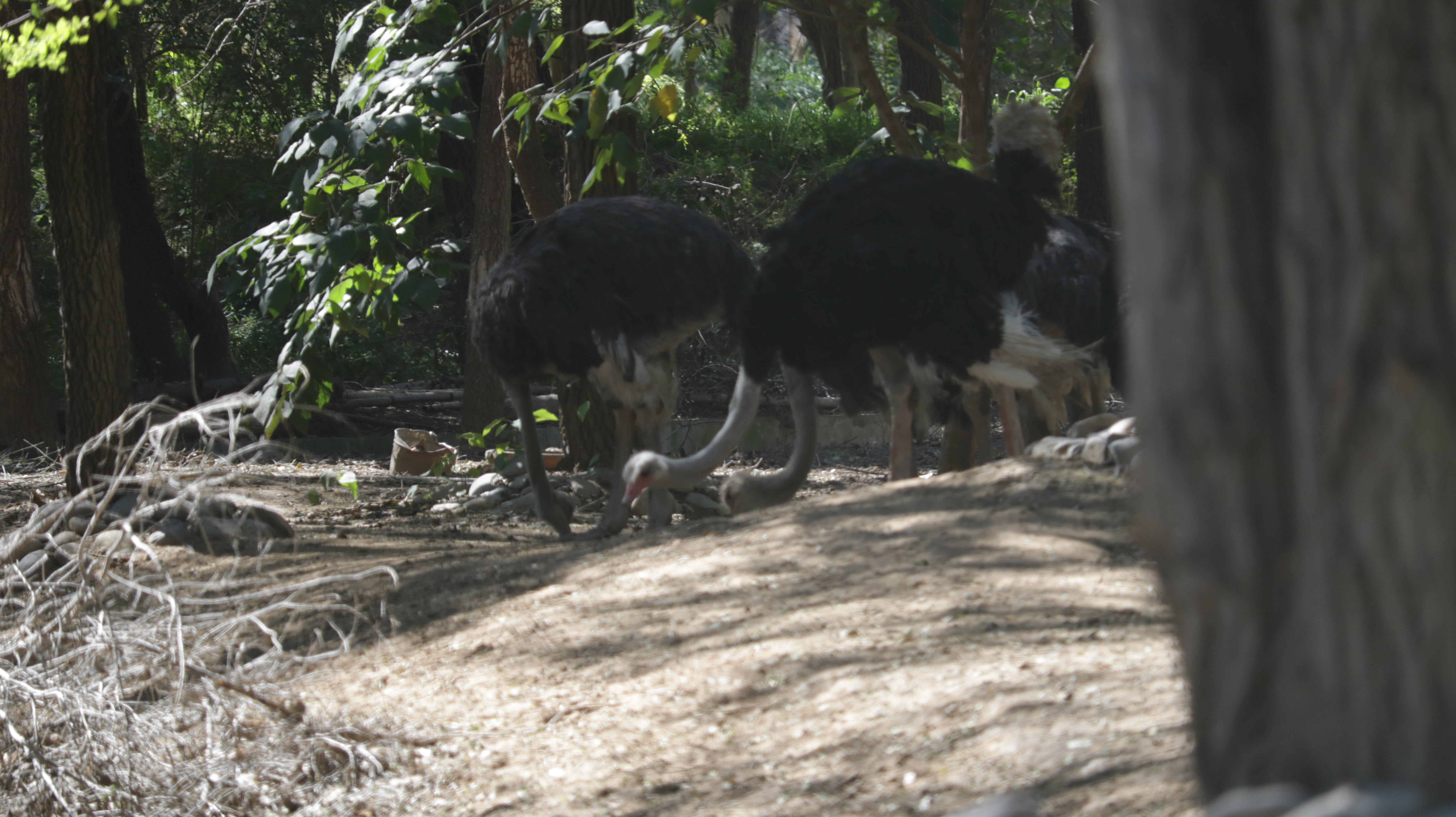 光发心语（F1-F85）：大师之道咏诵「2022年10月5日」#Friendship