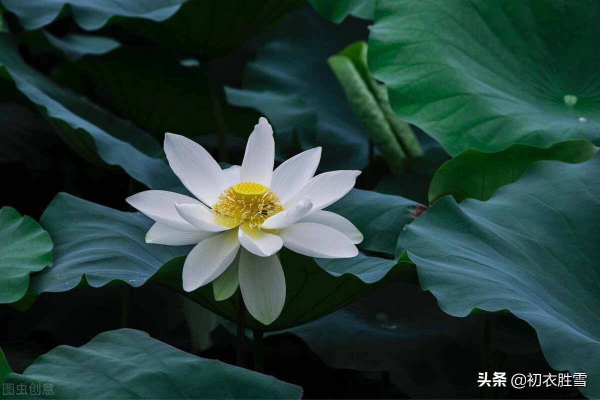 白荷花原创诗,水墨荷花诗句经典名句大全