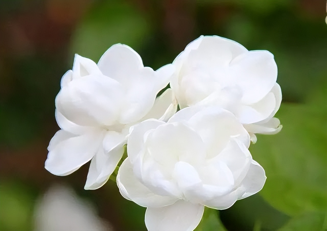 春色满园、百花争艳,究竟哪首“花歌”最惊艳?