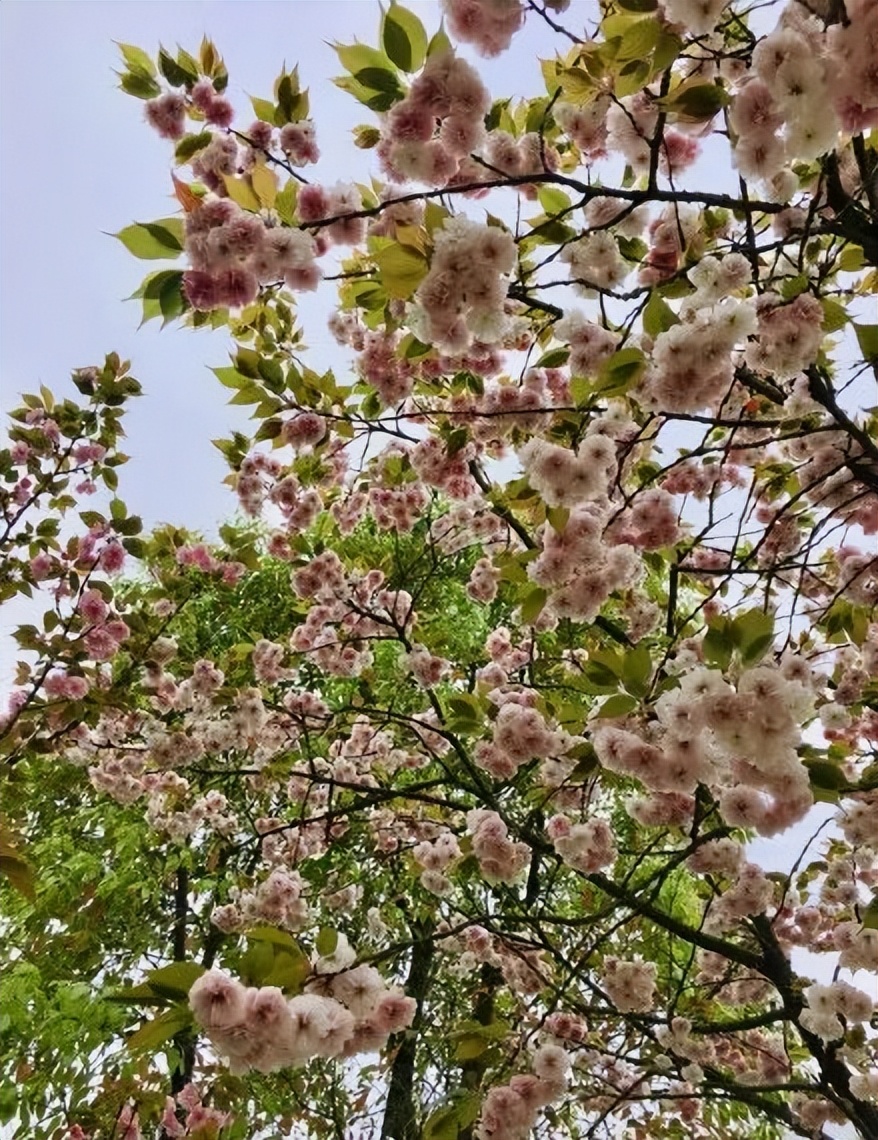 樱花季日本小众赏樱,樱花季全球赏樱胜地盘点