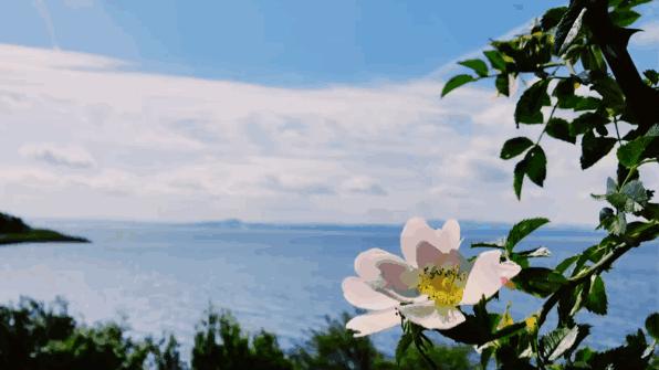 生命需要淡然岁月也需要从容,心境淡然从容