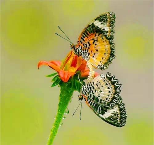 分享——自然界最美丽的蝴蝶,优美的身姿,轻盈的体态飘舞花丛中