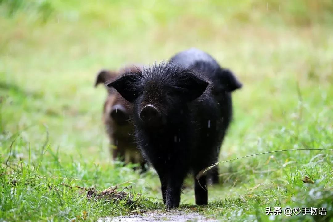 中国十大传统名菜大全,中国菜八大菜系十大名菜